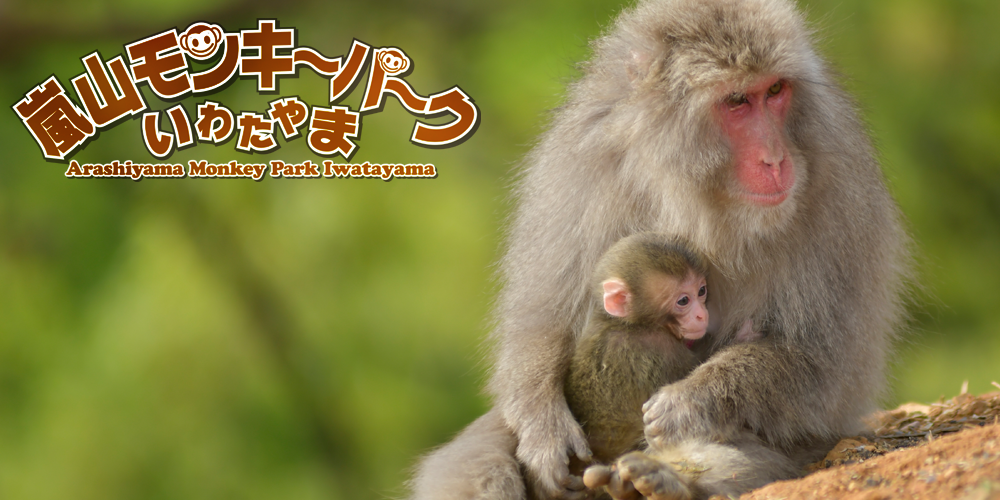 Arashiyama Monkey Park (Iwatayama) Guide